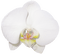 Kaz_Creations Flowers Flower - darmowe png animowany gif