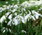 Background Snowdrop - Free animated GIF Animated GIF