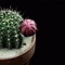 image encre fleur animé effet scintillant brille printemps edited by me - GIF animasi gratis GIF animasi