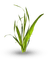 Planta color verde - png gratuito GIF animata
