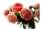 roses flowers peach, sunshine3 - 免费PNG 动画 GIF