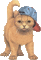 chat à casquette - Безплатен анимиран GIF анимиран GIF