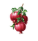 pomegranate Bb2 - 無料png アニメーションGIF