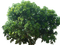 Baum - bezmaksas png animēts GIF
