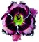 fleur violet.Cheyenne63 - PNG gratuit GIF animé
