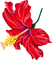 hibiscus Bb2 - png grátis Gif Animado