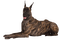 Dog - Free PNG Animated GIF