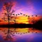 image encre paysage la nature coucher du soleil effet oiseaux arc en ciel edited by me