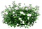 White roses bush - ingyenes png animált GIF