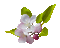 Blumen, Flowers - Free animated GIF Animated GIF