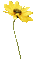 Цветок - 免费动画 GIF 动画 GIF