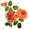 orange roses, flowers