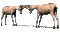 deer - Darmowy animowany GIF animowany gif
