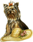 dolceluna spring dog - Free PNG Animated GIF