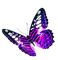 Purple Butterfly - ingyenes png animált GIF