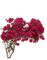 bougainvillea, pink flowers, tree, sunshine3 - PNG gratuit GIF animé