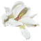 Kaz_Creations Flowers Flower Deco - bezmaksas png animēts GIF