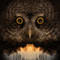 owl bp - Nemokamas animacinis gif animuotas GIF