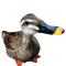 Kaz_Creations Duck - kostenlos png Animiertes GIF