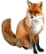Fox.Brown.Orange.White.Black - безплатен png анимиран GIF