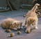 fond autumn automne chat cat - GIF animate gratis GIF animata