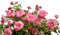Pink roses bush - GIF animado gratis