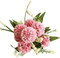 minou-pink-rosa-flower-blomma-fiori-fleur