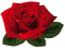 роза - PNG gratuit GIF animé
