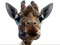 girafe ** - PNG gratuit GIF animé