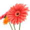 Flowers pink bp - zdarma png animovaný GIF