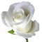 trandafir - png grátis Gif Animado