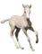 silly baby horse 1 - gratis png geanimeerde GIF
