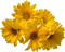 Flowers yellow bp - png gratis GIF animado
