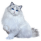 Kaz_Creations Cats Cat Kittens Kitten - Free PNG Animated GIF