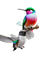 oiseau - PNG gratuit GIF animé