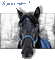 Cavallo - GIF animado grátis