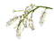 White Blossom Branch - Free PNG Animated GIF