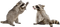 Kaz_Creations Raccoon - nemokama png animuotas GIF