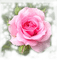 PINK ROSE roses rosa - PNG gratuit GIF animé