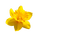 flowers yellow bp