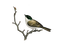 Птица на ветке - darmowe png animowany gif