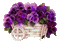 pansy flowers bp - Безплатен анимиран GIF анимиран GIF