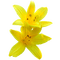 kikkapink yellow flower lily blossom deco spring - PNG gratuit GIF animé