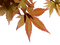 autumn leaves brown border - PNG gratuit GIF animé