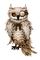 owl - png ฟรี GIF แบบเคลื่อนไหว
