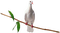 AVES - 免费PNG 动画 GIF