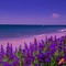Purple Beach with Purple Flowers - gratis png geanimeerde GIF