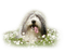 Kaz_Creations Animals Animal Dogs Dog Pup - png gratuito GIF animata