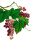 Y.A.M._Summer Flowers Decor Grape - png gratis GIF animado
