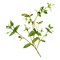 kikkapink deco scrap plant leaves - PNG gratuit GIF animé